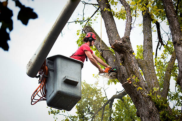 How Our Tree Care Process Works  in Battle Mountain, NV